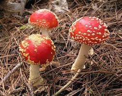 Check spelling or type a new query. Poisonous Plants And Fungi Te Ara Encyclopedia Of New Zealand