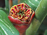 Heute werden im garten mehrere tausend pflanzen von über zweihundert wissenschaftlern und gärtnern betreut. Sri Lanka Der Botanische Garten Von Peradeniya