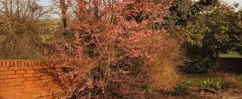 Check spelling or type a new query. Prunus Flowering Cherry Prunus Okame