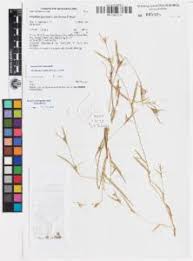 Image result for Hackelochloa granularis
