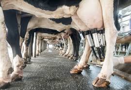 Des vaches locales marocaines et le poids à la naissance. La Folie Du Lait La Souffrance Des Vaches Laitieres Bovins Animaux Campagnes Et Themes Vier Pfoten Schweiz