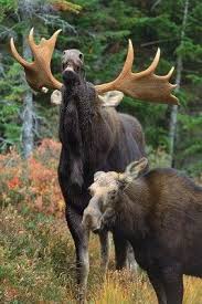 Bull Moose Lip Curl Animals Moose Pictures Moose Pics