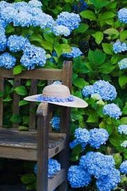 Beautiful Kitchengarden Gardenflowers Gardensbythebay Homedesign Bedroomdesign Interiordesigner Furnitu Tropische Garten Blauer Garten Hortensien Garten