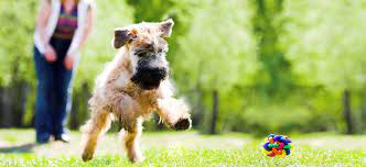 Ranging from home service providers. Countryside Animal Hospital Veterinarian In Wilson Nc Us