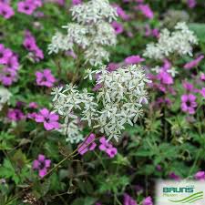 Image result for Clematis recta atropurpurea