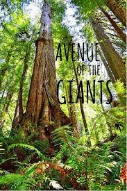 How long does it take to drive through california? Avenue Of The Giants Scenic Drive Through California S Redwood Trees California Travel Road Trips Scenic Drive West Coast Road Trip