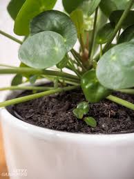 We did not find results for: Pilea Peperomioides Care The Best Water Light And Fertilizer