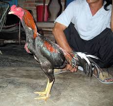 Download now ayam philipin super ori import. Ayam Filipina Kota Kupang Posts Facebook