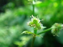 Image result for Sanicula elata