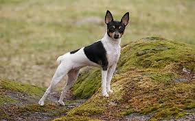 3) we do try to help match people with the pup that seems to best fit their situation. All About Toy Fox Terrier Dog Breed Origin Behavior Trainability Facts Puppy Price Color Health