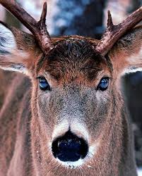 Pin By Sarah Bell On Animals Whitetail Deer Animals Beautiful Deer Pictures