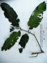 Image result for Polyscias kivuensis