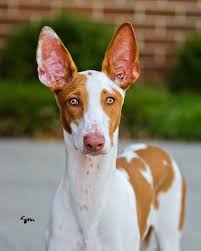 Ibizan Hound 6 Mos Ibizan Hound Working Dogs Breeds Dog Breeds Little