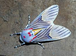 Black And White Striped Insect With Wings Costa Rica Stock Forests And Creatures Mardenpix Insect Art Moth Art Moth