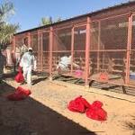 تسجيل إصابة واحدة بإنفلونزا الطيور