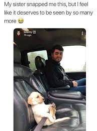 Feet Are Cute Seatbelt Is On Dogs Know Your Meme