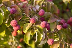 Maybe you would like to learn more about one of these? Cold Hardy Dogwood Trees Tips On Choosing Dogwood Trees For Zone 4