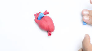 We have hundreds of 3d animal cell model project ideas for anyone to consider. 3 Ways To Make A Model Of A Heart Wikihow
