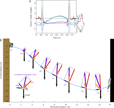 Try resetting the cache using the command: How Animals Glide From Trajectory To Morphology