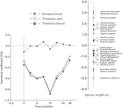 Image result for Monothecium glandulosum