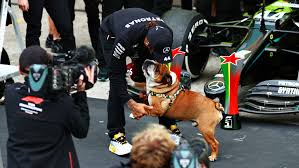The formula 1 driver is regularly seen with his pet dog, roscoe. Lewis Hamilton Grabs 92nd F1 Win In Portugal