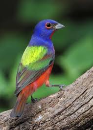 Maybe you would like to learn more about one of these? 26 Of The Most Colorful Birds On The Planet And Where To Find Them Justbirding Com