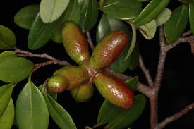 Image result for Xylopia wilwerthii