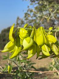 Image result for Crotalaria agatiflora