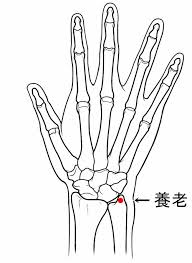 養老：手の太陽小腸経｜ツボ講座 | 南大阪鍼灸所
