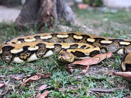 @ularsawahbelang nie wysłał/a jeszcze żadnych tweetów. Mohicanz Exotic Cantik Betul Retic Tiger Ular Sawa Facebook