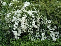 Check spelling or type a new query. 25 Bushes With White Flowers White Flowering Shrubs