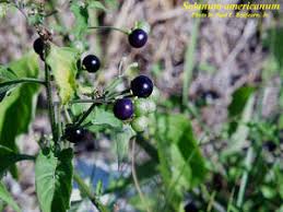 Image result for Solanum americanum