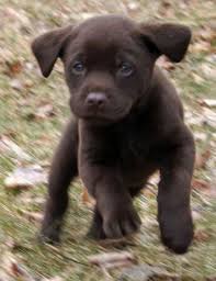 Cikolata Labrador Retriever Yavru Yavru Kopek Labrador Retrievers Cok Sirin Hayvanlar