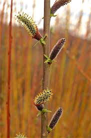 Image result for Vigna multinervis