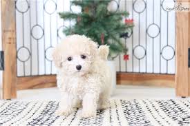 We just received 3 different litters of male & female puppies. Faith Malti Poo Maltipoo Puppy For Sale Near Ft Myers Sw Florida Florida 02fd8fa2 F3a1