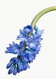 Blooming Blue Delphinium Flower Transparent Png Free Image By Rawpixel Com Teddy Rawpixel Delphinium Flowers Blue Flower Png Blue Delphinium