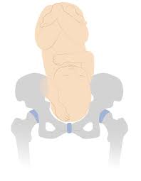 Image result for Compound Presentation