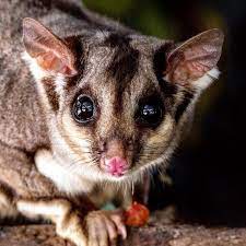 Squirrel Gliders For The Win Squirrel Glider National Geographic Kids Squirrel