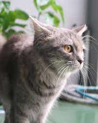 Indonesian Cat Cats Domestic Cat Wildlife Animals