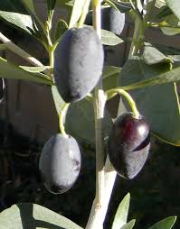 I intend to use it to screen the apartment across the street. Kalamata Olive Aka Kalamon Calamon Olive Ready For The Greek Salting Process Kalamata Olive Trees Are Attractive With The Larg Olive Fruit Black Fruit Fruit