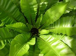 Image result for sleziník Asplenium