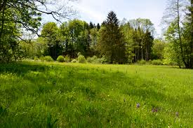 Bildergebnis für wald