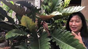 We did not find results for: What Is Serratum Philodendron Youtube