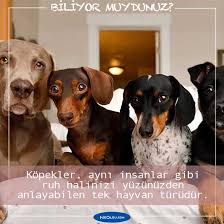 Kopekler Hakkinda Sasirtici 16 Bilgi