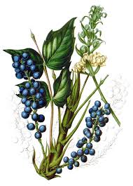 Image result for Maerua nervosa