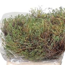 Image result for Euphorbia espinosa