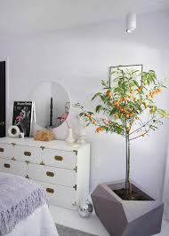 It's the plant that grows in place your monstera where the light can touch it indirectly. This Grow Light Can Nurture A Variegated Monstera In A Dark Room And Look Stylish Doing It Sunset Magazine
