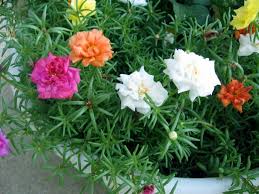 Le piantine hanno bisogno di abbondante irrigazione dopo il trapianto, anche se in certi casi è utile grazie a piantina online now riceverai velocemente la tua nuova piantina con tanti spunti per la tua nuova casa. How To Grow Portulaca Grandiflora Moss Rose Plants Propagation And Care Planting Roses Portulaca Flowers Portulaca Grandiflora
