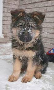 Sable Black And Cream German Shepherd Popularity Of The Breed Has Led To A Great Deal Of Diversity Colors Are Black And Tan Black And Red Black And Cream Black And Beautiful Dogs Animals Cute Dogs