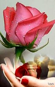 Rosas Vermelhas Bela Rosa Rosas